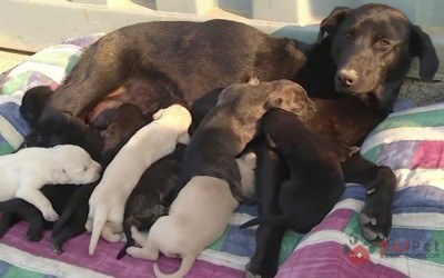 tim-hieu-su-mien-dich-thu-dong-tu-me-sang-con-cua-thu-cung-400x250