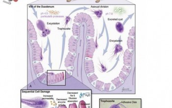 viem-ruot-truyen-nhiem-tren-cho-meo-do-nguyen-bao1
