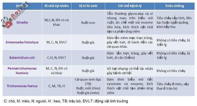 viem-ruot-truyen-nhiem-tren-cho-meo-do-nguyen-bao6