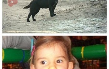 Chú Chó Cứu Em Bé Ba Tuổi Ở Ba Lan 66165883_dog_evn-vert-349x400