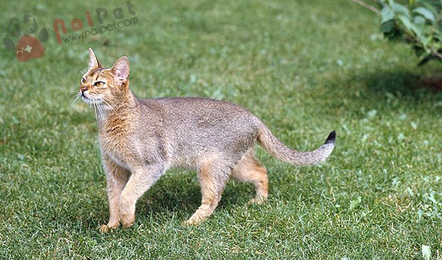 Abyssinian-1