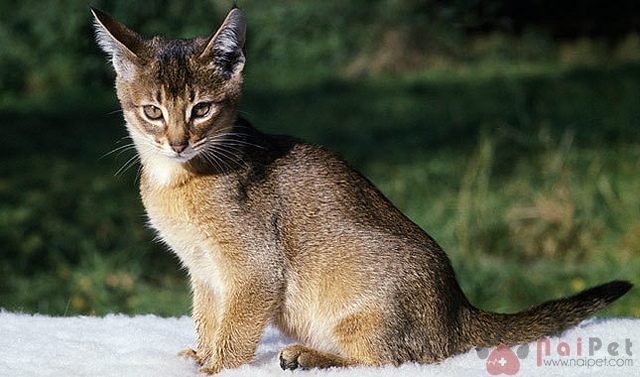 Abyssinian-2