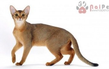 Abyssinian-3