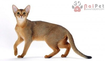 Abyssinian-3