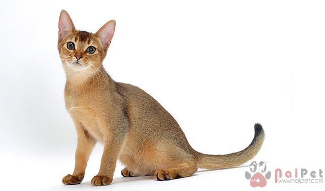 Abyssinian-4