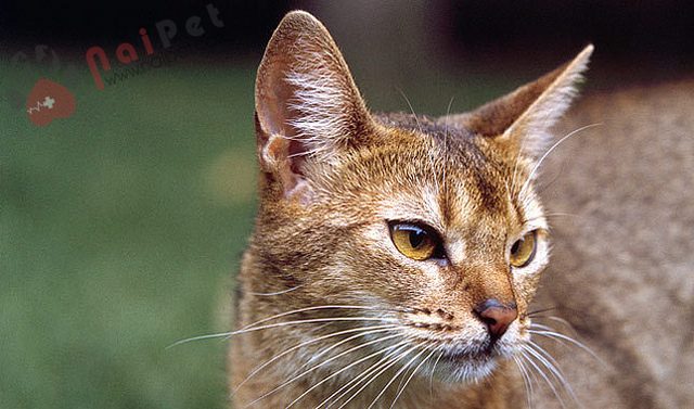 Abyssinian