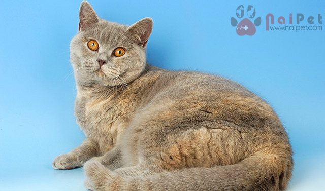 British-Shorthair-meo-anh-long-ngan-6