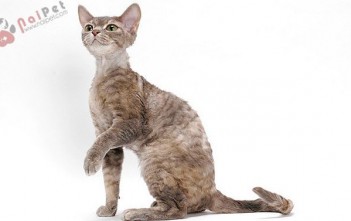 Devon-RexDevon-Rex-1