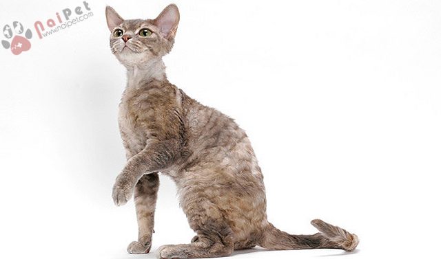 Devon-RexDevon-Rex-1