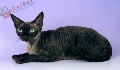 Devon-RexDevon-Rex-2