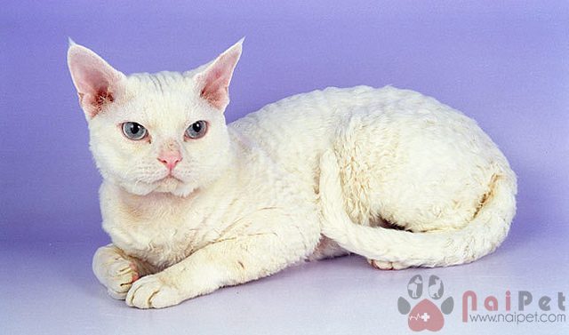 Devon-RexDevon-Rex