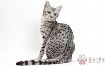 Egyptian-Mau-1