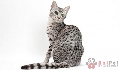 Egyptian-Mau-1