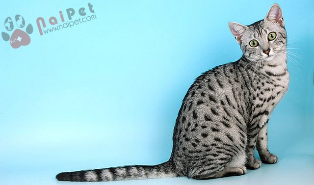 Egyptian-Mau-3