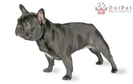 FRENCH-BULLDOG-1