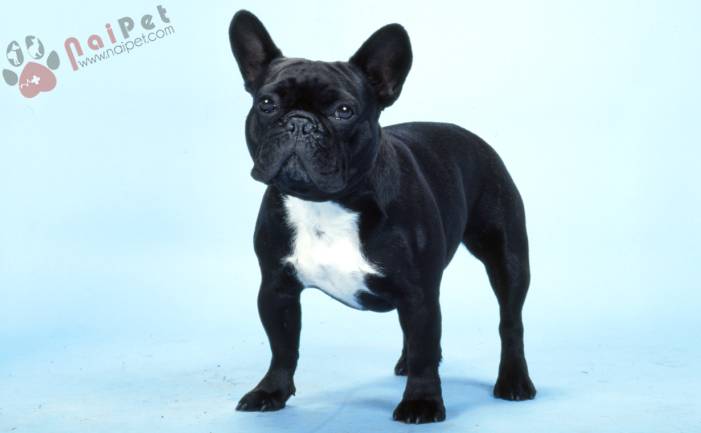FRENCH-BULLDOG-2