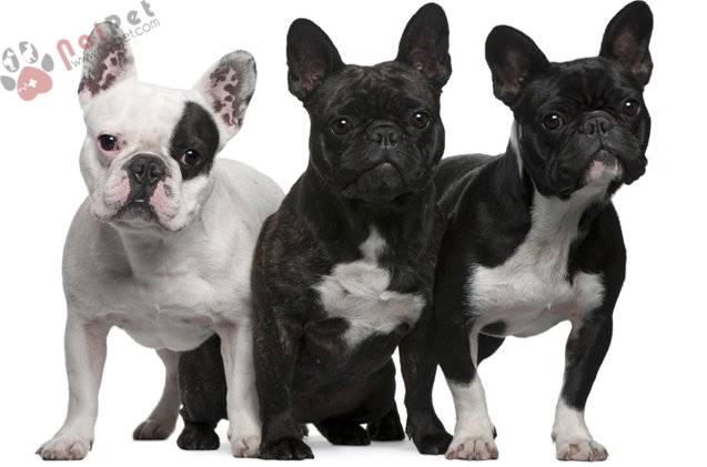 FRENCH-BULLDOG-3