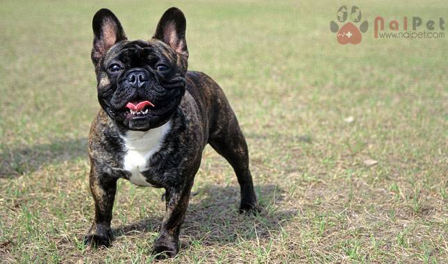 FRENCH-BULLDOG-4