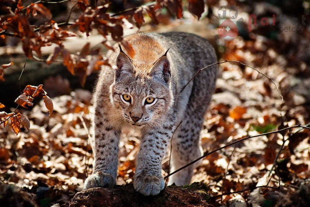 Lynx-linh-mieu-xu-tuyet-6