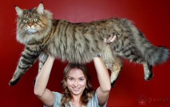Maine-Coon-6