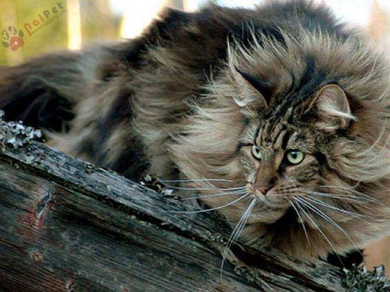 Maine-Coon-8