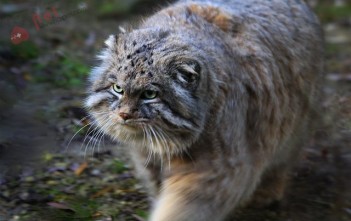 Manul