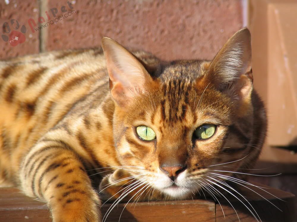 Ocicat-1