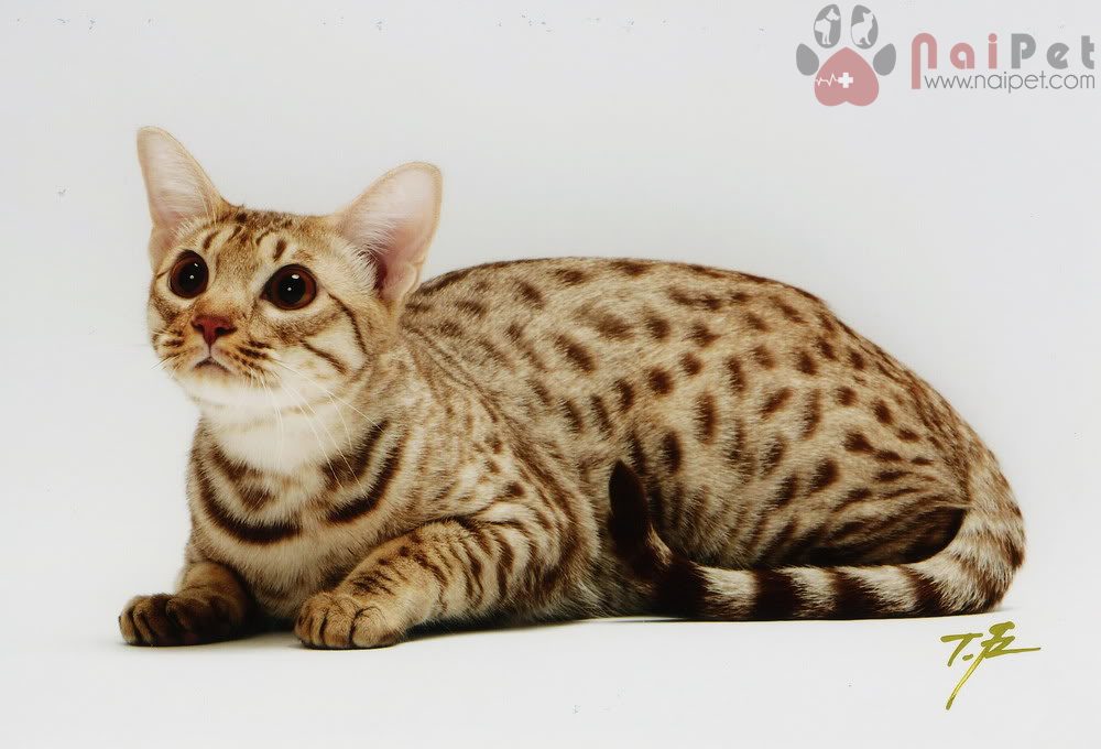 Ocicat-12