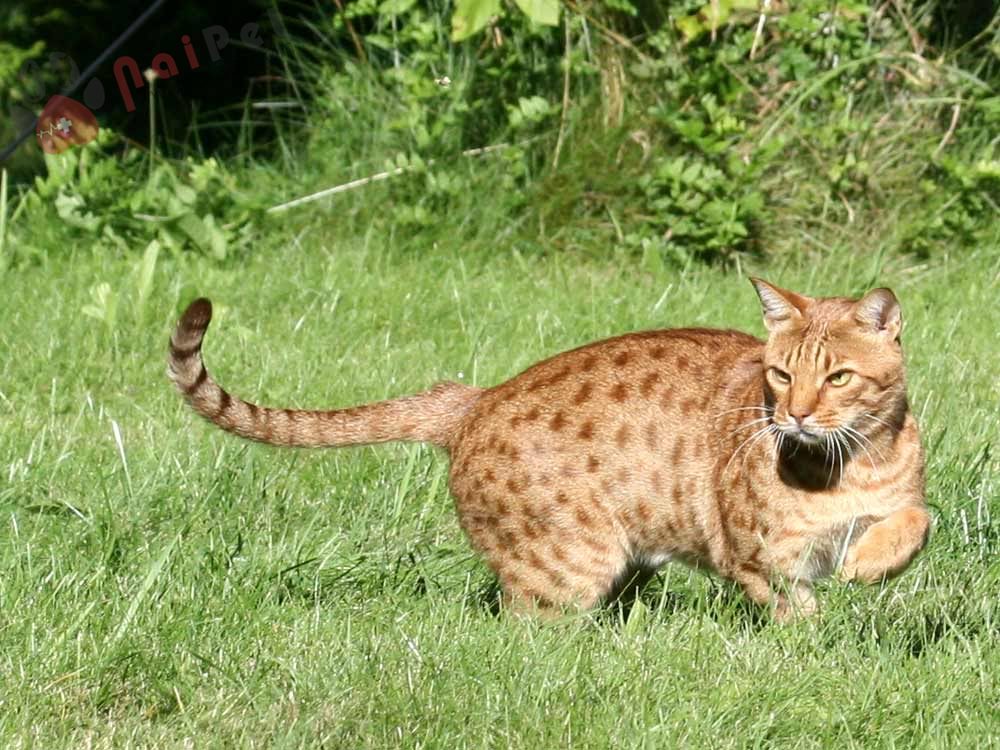 Ocicat-2