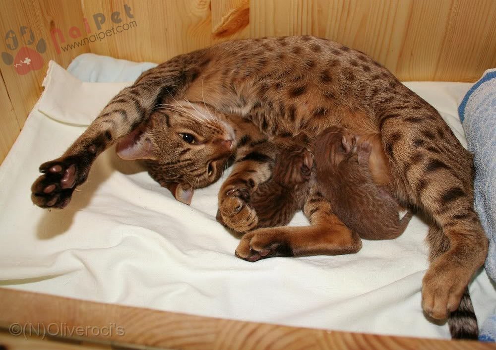 Ocicat-3