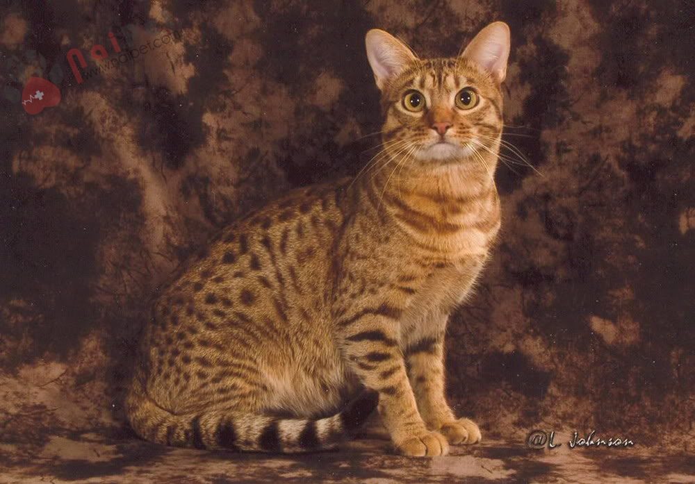 Ocicat-5