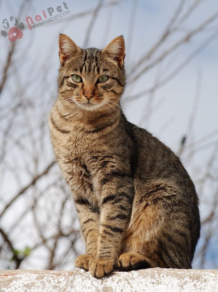 Ocicat-6