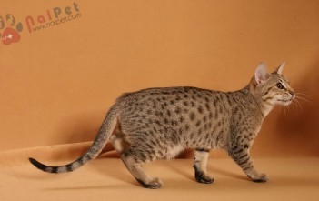 Ocicat-7