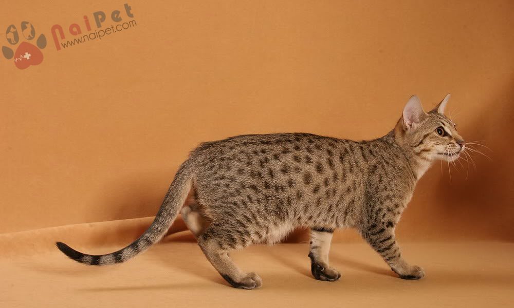 Ocicat-7