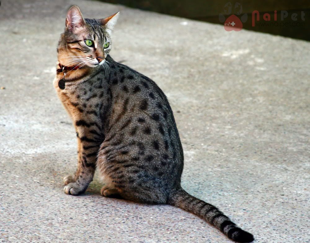 Ocicat-8