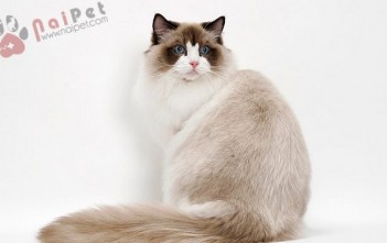 Ragdoll-3