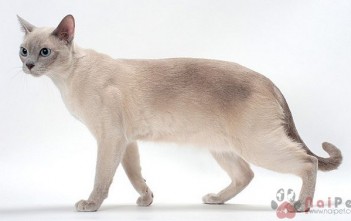 Tonkinese-1