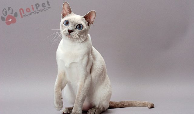 Tonkinese-3