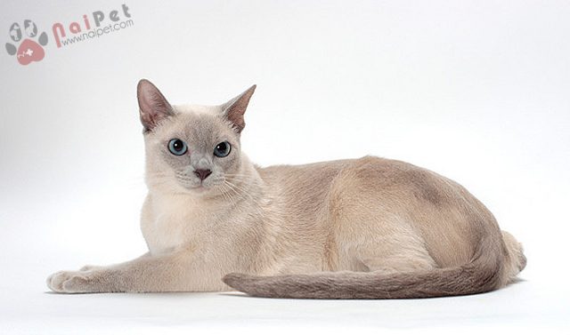 Tonkinese