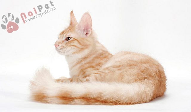 Turkish-Angora-1