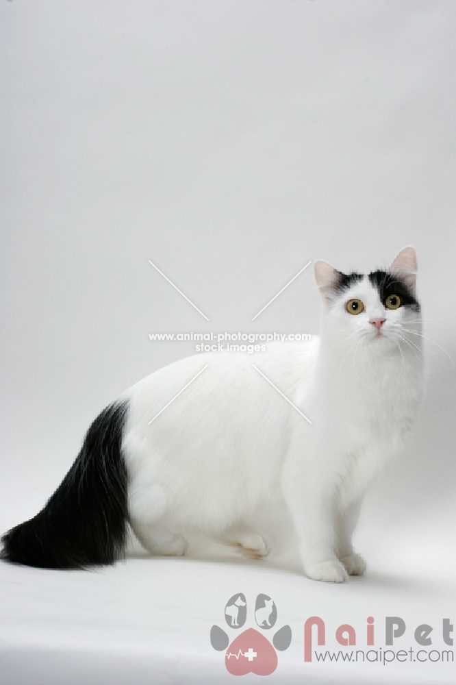 Turkish-Van-1