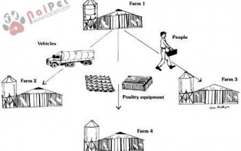 an-toan-sinh-hoc-trong-trai-ga-giong 4