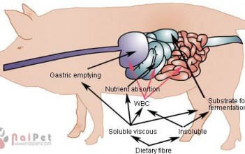 anh-huong-cua-khau-phan-giau-chat-xo 2