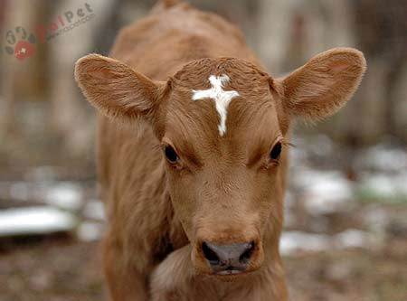 be-con-va-benh-cam-lanh-calves-and-the-cold