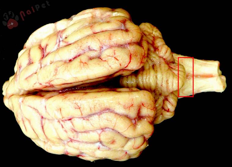 benh-bo-dien-bovine-spongiform-encephalopathy