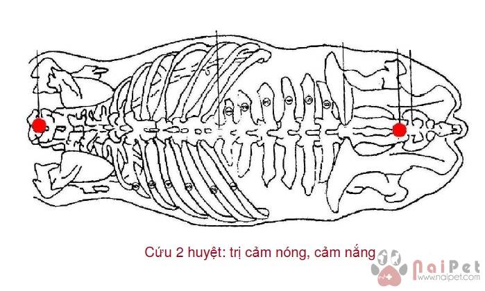 benh-cam-nang-cam-nong-o-gia-suc 1