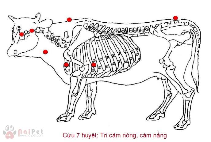 benh-cam-nang-cam-nong-o-gia-suc 2