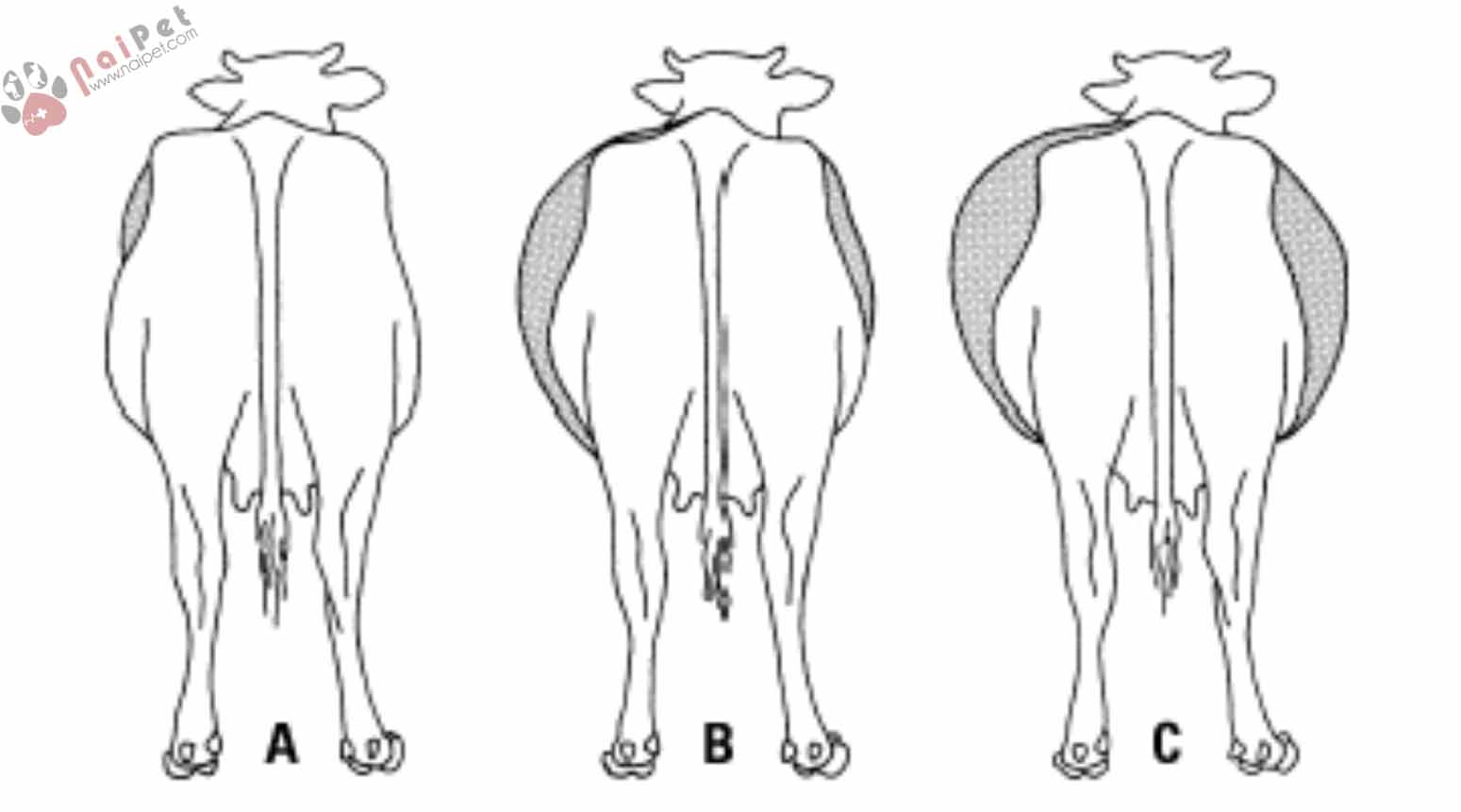 benh-chuong-hoi-da-co-o-trau-bo-tympany-rumen-bloat 1