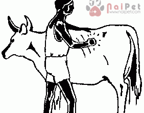 Bệnh Chướng Hơi Dạ Cỏ Ở Trâu Bò – Tympany Rumen Bloat benh-chuong-hoi-da-co-o-trau-bo-tympany-rumen-bloat