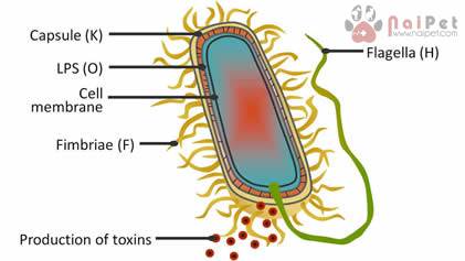 benh-colibacillosis-o-be-nghe 1